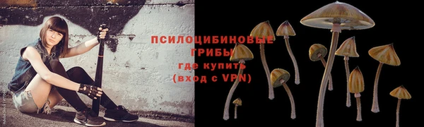 прущие грибы Богданович